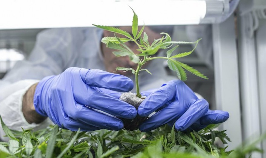 Φαρμακευτική Κάνναβη: Τρεις οι άδειες στη Θεσσαλία