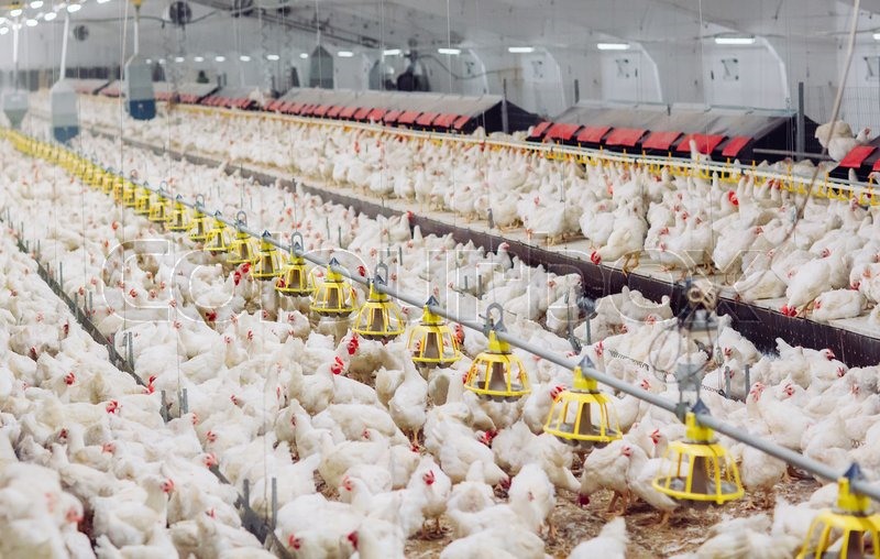 ΗΠΑ: Σφαγιάστηκαν 2 εκ. κοτόπουλα ελλείψει εργοστασίων