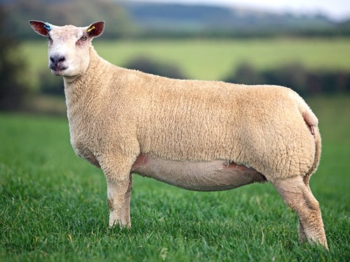 Στα Γρεβενά η πρώτη μονάδα με πρόβατα για κρέας