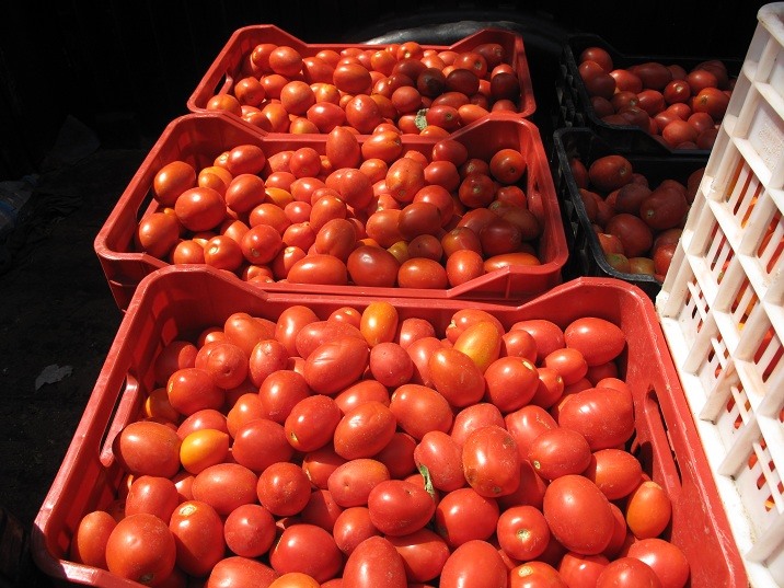 Ανοίγουν τα εργοστάσια ντομάτας στη Θεσσαλία