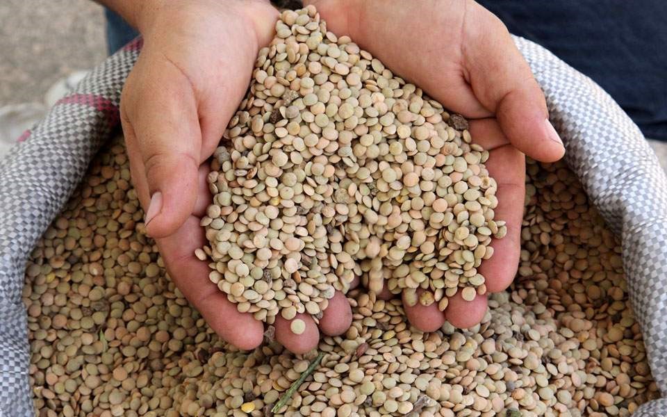 Ρεκόρ πωλήσεων για τις φακές Φαρσάλων λόγω πανδημίας