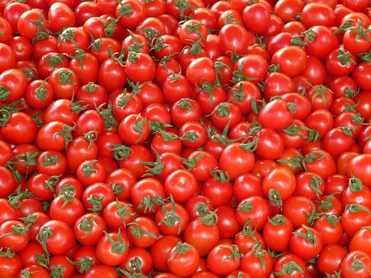 Η βιομηχανία βάζει “πλάτη” για να σωθεί η χρονιά στη Θεσσαλική ντομάτα