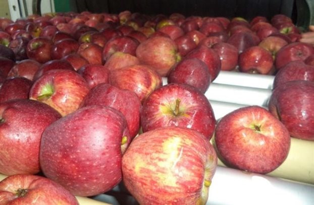Μήλα Ζαγορίν: Στις λαχαναγορές πριν ακόμα το Πήλιο αποκτήσει δρόμους