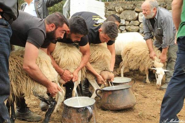 Στα ύψη η παραγωγή του Ελληνικού γάλακτος - Κατάρρευση της τιμής λόγω υποχώρησης της κατανάλωσης