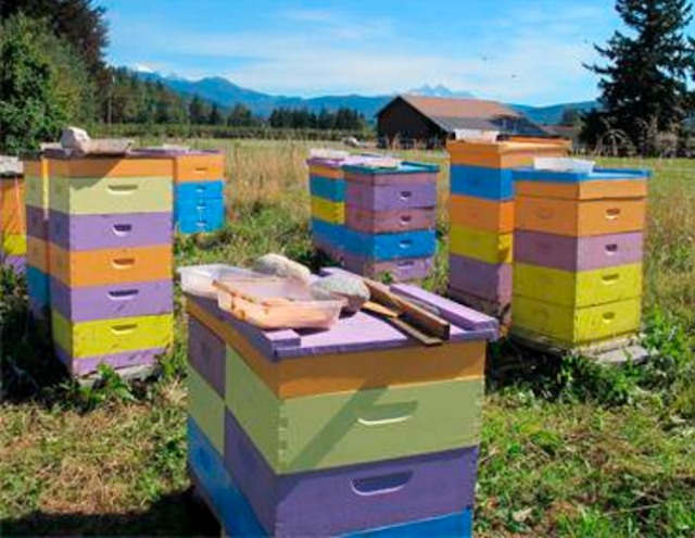 Συνεταιρισμό ιδρύουν οι μελισσοκόμοι της Καρδίτσας