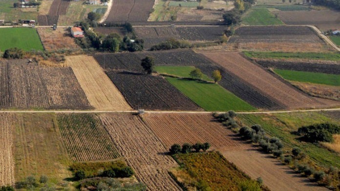 Τεράστια ζήτηση για χωράφια στη Θεσσαλία λόγω Κάνναβης