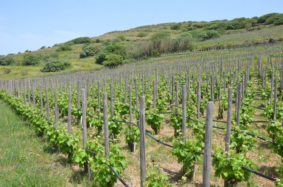 Πολλά τα νέα ντιλ στον κλάδο του ελληνικού οίνου