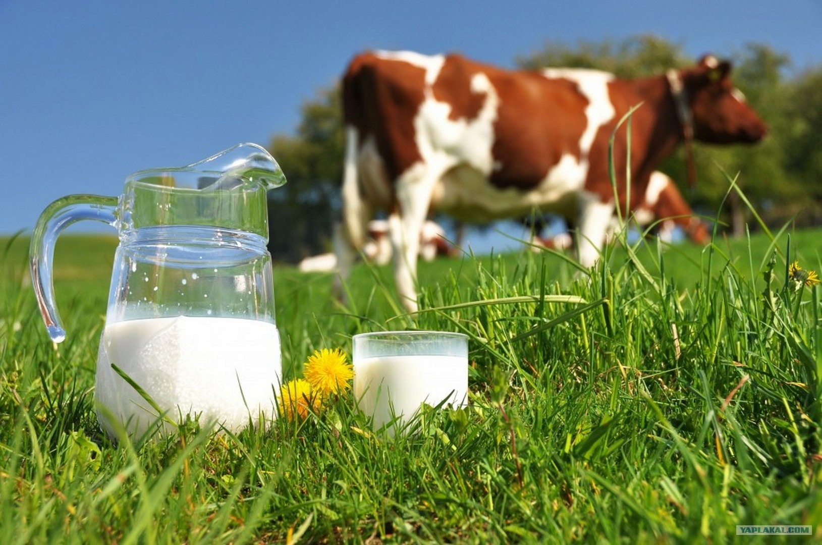 Χάθηκαν 25 εκ. από την αγορά γάλακτος στην πενταετία 