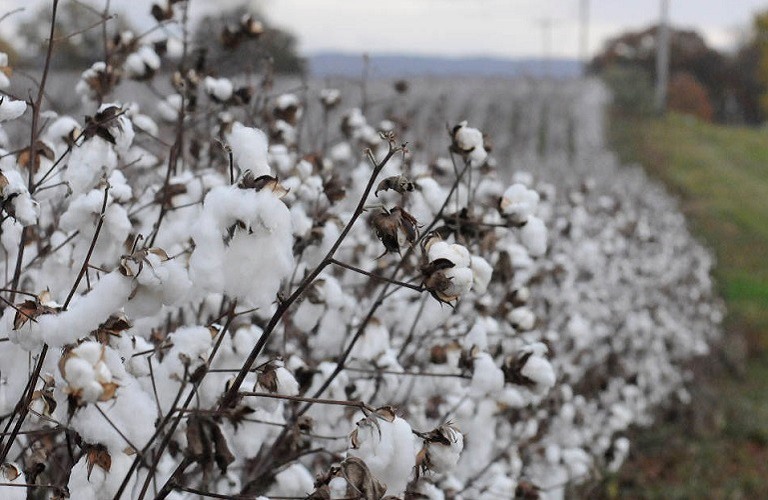 «Πνίγηκε» το 20% της εθνικής παραγωγής βαμβακιού