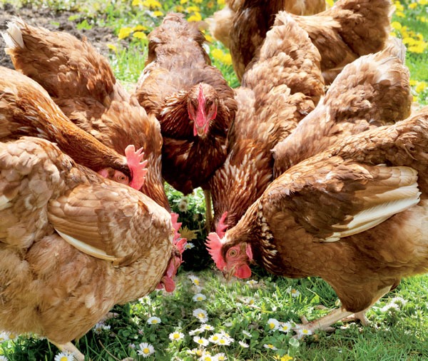 Κοτόπουλα Θεσσαλίας: Εκσυγχρονισμός μέσω Αναπτυξιακού 