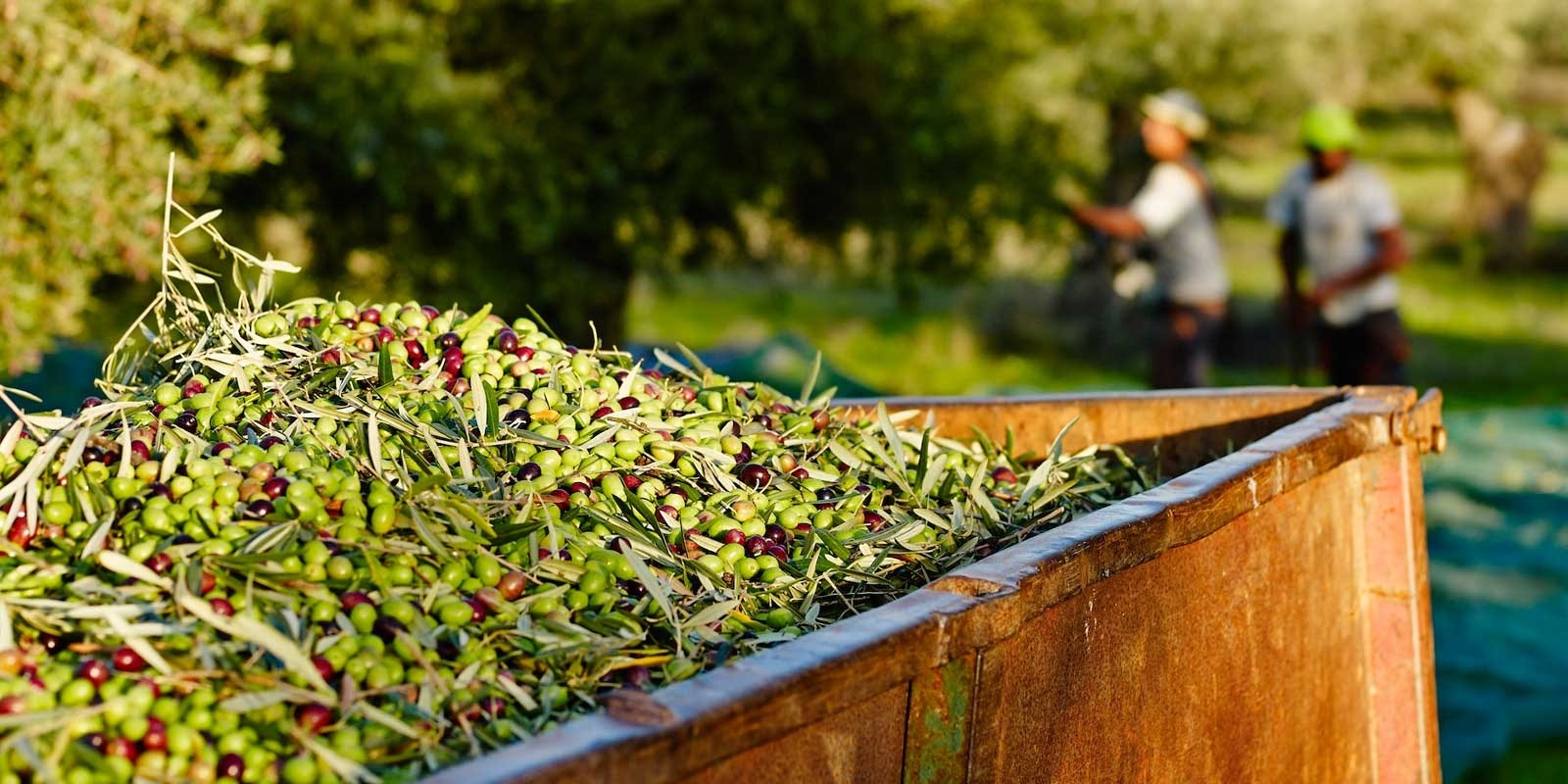 Ξέμεινε από εργάτες η αγροτική Μαγνησία