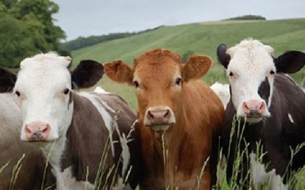 Ποιοί εκλέχτηκαν στο νέο Δ.Σ. της Πανελλήνιας Ένωσης Κτηνοτρόφων