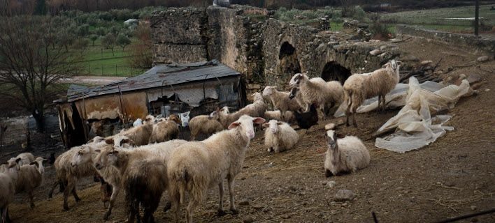 Γρεβενά: Σε πλειστηριασμό το κοπάδι λόγω ΕΦΚΑ