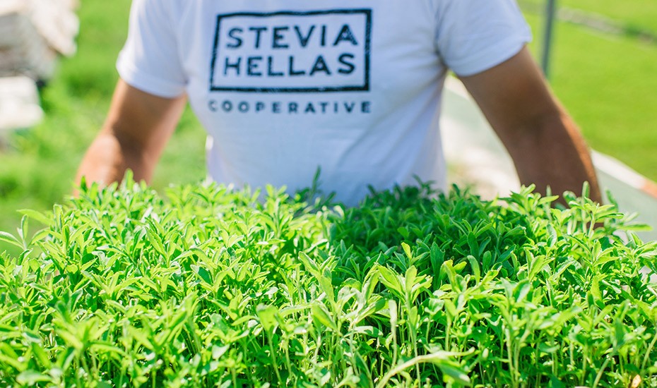 Συνεργασία της Στέβια Ελλάς με θεσσαλικές επιχειρήσεις