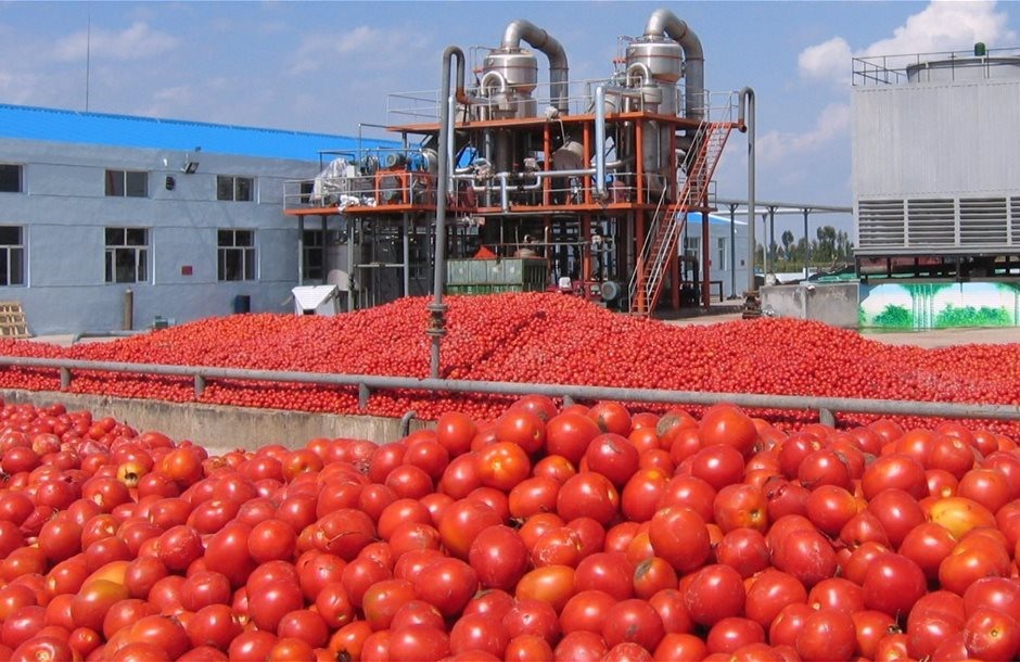 Στο + 30% η φετινή παραγωγή βιομηχανικής ντομάτας στη Θεσσαλία