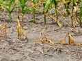 Η ξηρασία ανεβάζει τον πληθωρισμό στα τρόφιμα